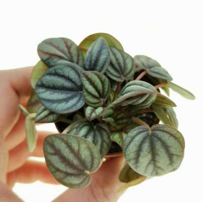 Peperomia milano 'Bambino' 5,5 cm. | Piperaceae - Giromagi vendita ...