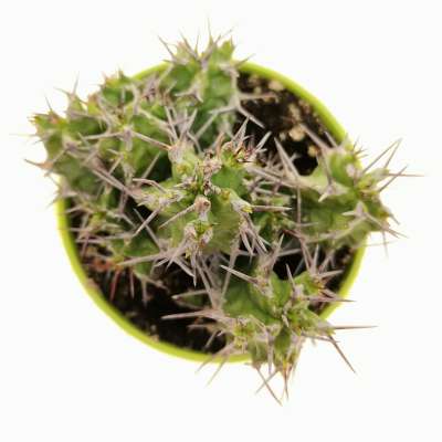Euphorbia mitriformis - Giromagi