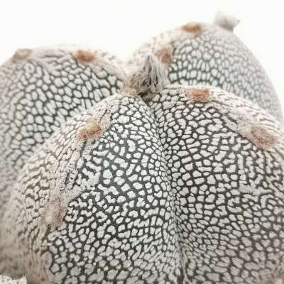 Astrophytum myriostigma cv. Onzuka quadricostatum f. prolifera - Giromagi