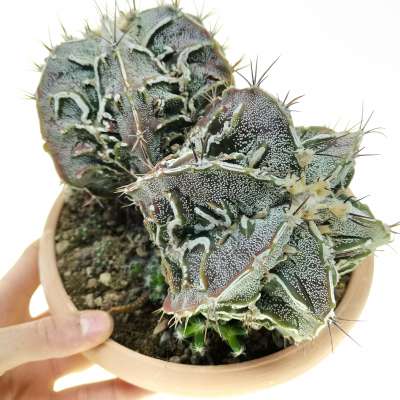 Astrophytum myriostigma cv. Fukuryu Hakujo - Giromagi