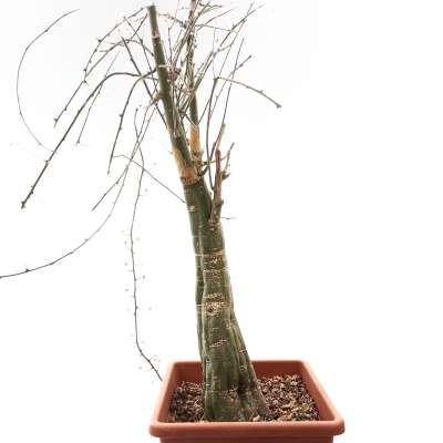 Adenia spinosa - Giromagi