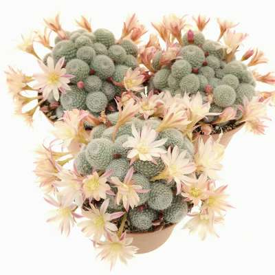 Sulcorebutia sunrise - Giromagi