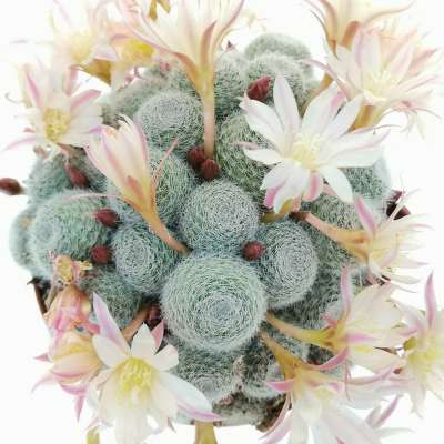 Sulcorebutia sunrise - Giromagi