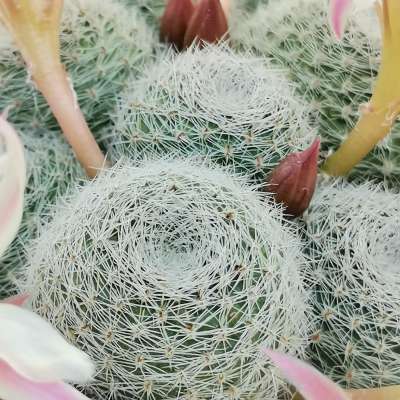Sulcorebutia sunrise - Giromagi