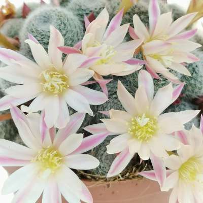 Sulcorebutia sunrise - Giromagi