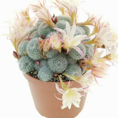 Sulcorebutia sunrise - Giromagi