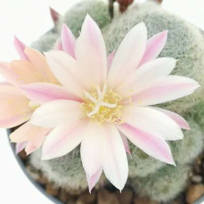 Sulcorebutia sunrise - Giromagi