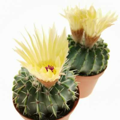Notocactus buiningii - Giromagi