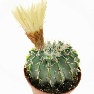 Notocactus buiningii - Giromagi