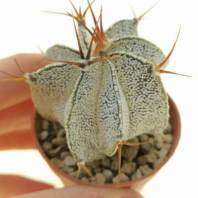 Astrophytum ornatum (Metztitlan)
