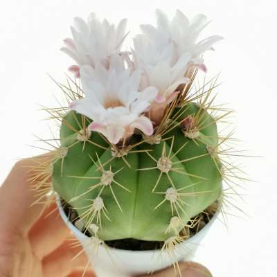 Gymnocalycium chacoense