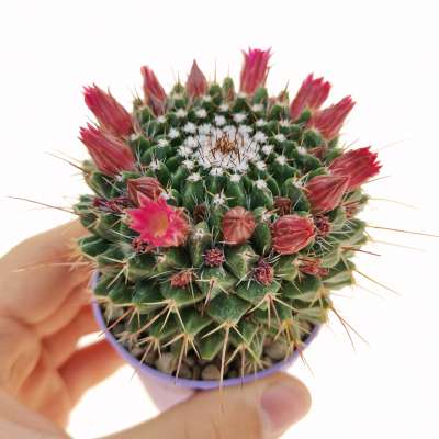 Mammillaria erythra f. ruber