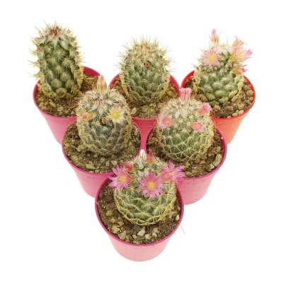 Mammillaria microhelia - Giromagi