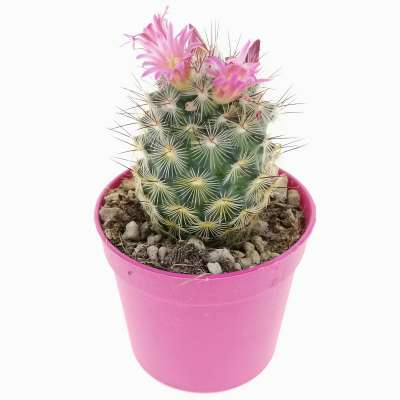 Mammillaria microhelia - Giromagi