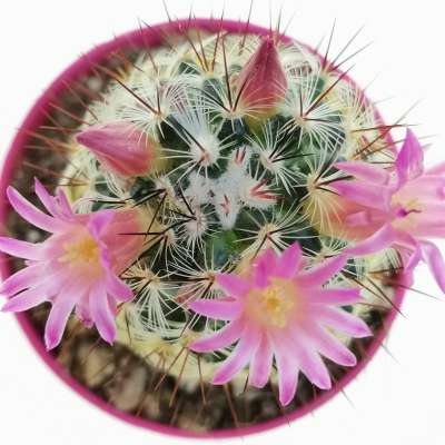 Mammillaria microhelia - Giromagi