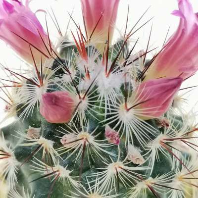 Mammillaria microhelia - Giromagi