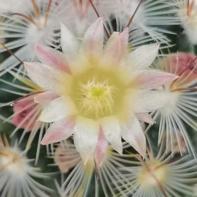 Mammillaria microhelia - Giromagi