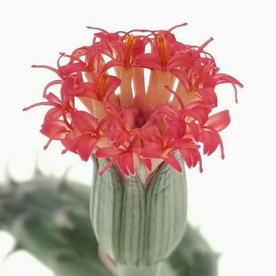 Senecio pendulus - Giromagi