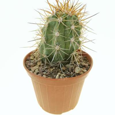 Copiapoa pseudocoquimbana KK 1390 10 cm. | Cactaceae - Giromagi vendita ...