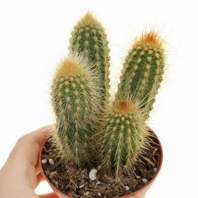 Espostoa guentheri