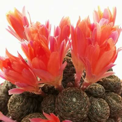 Rebutia heliosa var. condorensis cv. rubrispina - Giromagi