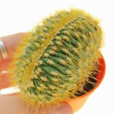 Espostoa guentheri f. crestata