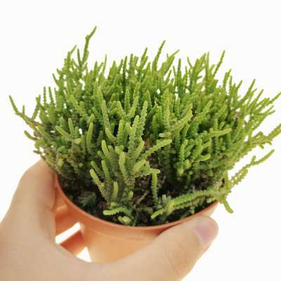 Crassula muscosa
