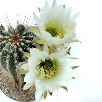 Trichocereus hybrid (White Flower) - Giromagi