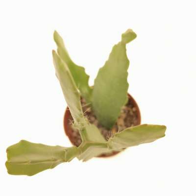 Epiphyllum hybr. Whitewatersrand - Giromagi