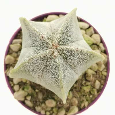 Astrophytum myriostigma - Giromagi