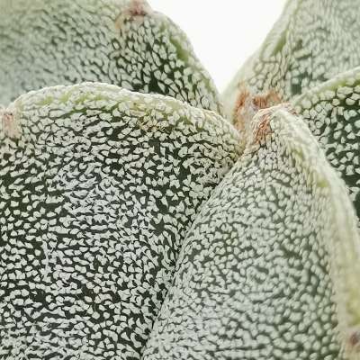 Astrophytum myriostigma - Giromagi