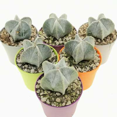 Astrophytum myriostigma - Giromagi