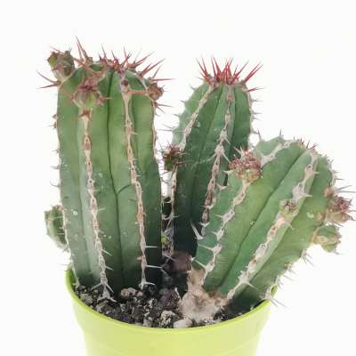 Euphorbia echinus - Giromagi