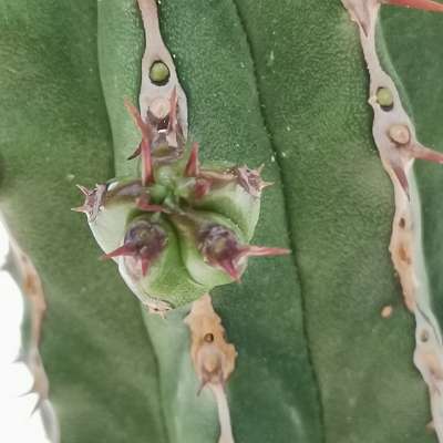 Euphorbia echinus - Giromagi