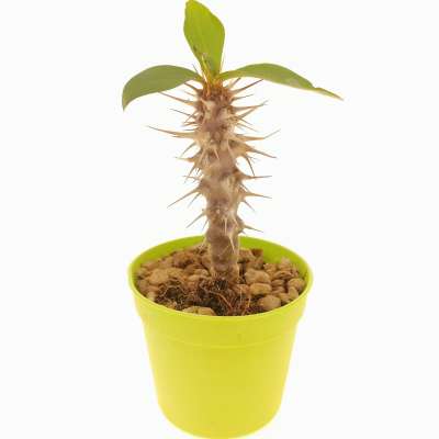 Euphorbia didiereoides - Giromagi