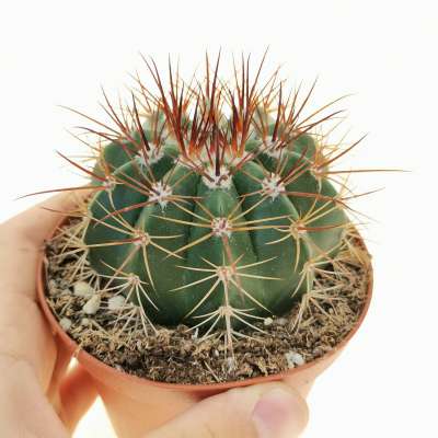 Melocactus multiceps
