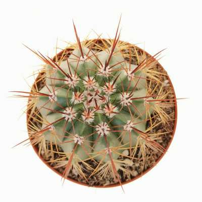 Melocactus multiceps - Giromagi