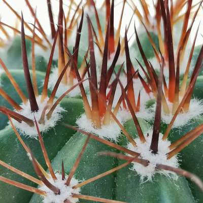 Melocactus multiceps - Giromagi
