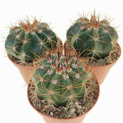 Melocactus multiceps - Giromagi