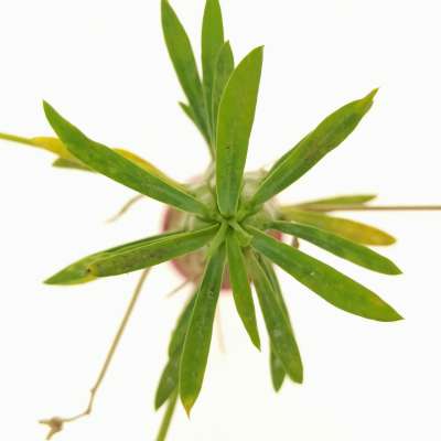 Euphorbia loricata - Giromagi