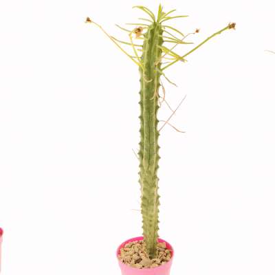 Euphorbia loricata - Giromagi