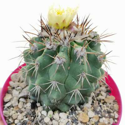 Copiapoa montana 14 cm. | Cactaceae - Giromagi vendita piante grasse