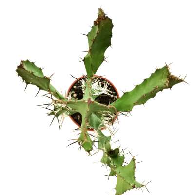 Euphorbia lactea grandicornis - Giromagi