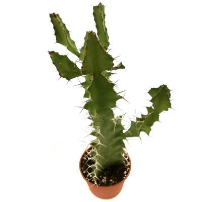 Euphorbia lactea grandicornis - Giromagi