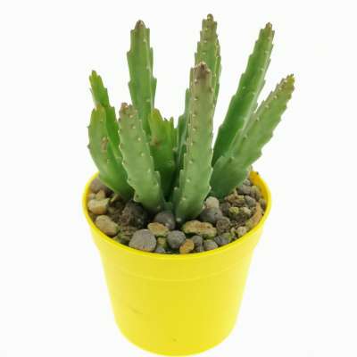Stapelia divaricata - Giromagi