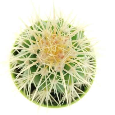 Echinocactus grusonii - Giromagi