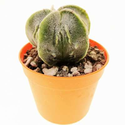 Astrophytum Myriostigma Cv. Fukuryu (Type B) 6,5 Cm. | Cactaceae ...