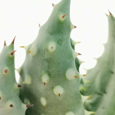 Aloe aculeata var. crousiana - Giromagi