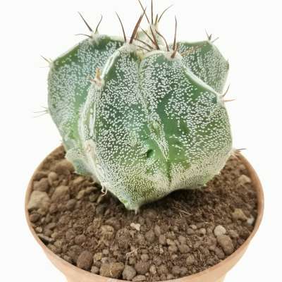 Astrophytum ornatum cv. Fukuryu Haku-Jo - Giromagi