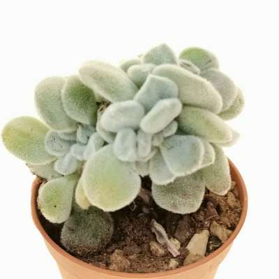 Echeveria pulvinata 'Frosty' f. crestata - Giromagi